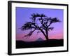 Windswept Pine Tree Framing Mount Hood at Sunset, Columbia River Gorge National Scenic Area, Oregon-Steve Terrill-Framed Photographic Print