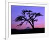 Windswept Pine Tree Framing Mount Hood at Sunset, Columbia River Gorge National Scenic Area, Oregon-Steve Terrill-Framed Photographic Print