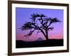 Windswept Pine Tree Framing Mount Hood at Sunset, Columbia River Gorge National Scenic Area, Oregon-Steve Terrill-Framed Photographic Print