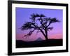 Windswept Pine Tree Framing Mount Hood at Sunset, Columbia River Gorge National Scenic Area, Oregon-Steve Terrill-Framed Photographic Print