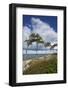 Windswept Pines on the Western Beach of the Darss Peninsula-Uwe Steffens-Framed Photographic Print