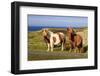 Windswept Shetland Ponies, cliff tops of Northmavine, Scotland-Eleanor Scriven-Framed Photographic Print