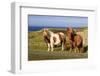 Windswept Shetland Ponies, cliff tops of Northmavine, Scotland-Eleanor Scriven-Framed Photographic Print