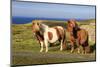 Windswept Shetland Ponies, cliff tops of Northmavine, Scotland-Eleanor Scriven-Mounted Photographic Print