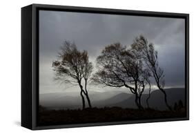 Windswept Silver Birch Trees (Betula Pendula) Silhouetted, Cairngorms Np, Scotland, UK, November-Mark Hamblin-Framed Stretched Canvas