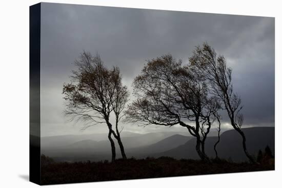 Windswept Silver Birch Trees (Betula Pendula) Silhouetted, Cairngorms Np, Scotland, UK, November-Mark Hamblin-Stretched Canvas