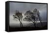 Windswept Silver Birch Trees (Betula Pendula) Silhouetted, Cairngorms Np, Scotland, UK, November-Mark Hamblin-Framed Stretched Canvas