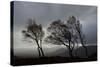 Windswept Silver Birch Trees (Betula Pendula) Silhouetted, Cairngorms Np, Scotland, UK, November-Mark Hamblin-Stretched Canvas