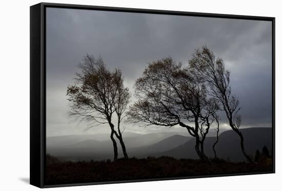 Windswept Silver Birch Trees (Betula Pendula) Silhouetted, Cairngorms Np, Scotland, UK, November-Mark Hamblin-Framed Stretched Canvas