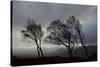 Windswept Silver Birch Trees (Betula Pendula) Silhouetted, Cairngorms Np, Scotland, UK, November-Mark Hamblin-Stretched Canvas