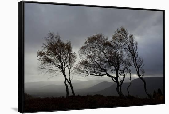 Windswept Silver Birch Trees (Betula Pendula) Silhouetted, Cairngorms Np, Scotland, UK, November-Mark Hamblin-Framed Stretched Canvas