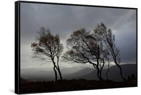 Windswept Silver Birch Trees (Betula Pendula) Silhouetted, Cairngorms Np, Scotland, UK, November-Mark Hamblin-Framed Stretched Canvas