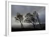 Windswept Silver Birch Trees (Betula Pendula) Silhouetted, Cairngorms Np, Scotland, UK, November-Mark Hamblin-Framed Photographic Print