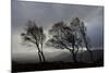 Windswept Silver Birch Trees (Betula Pendula) Silhouetted, Cairngorms Np, Scotland, UK, November-Mark Hamblin-Mounted Photographic Print