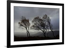 Windswept Silver Birch Trees (Betula Pendula) Silhouetted, Cairngorms Np, Scotland, UK, November-Mark Hamblin-Framed Photographic Print