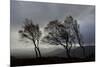 Windswept Silver Birch Trees (Betula Pendula) Silhouetted, Cairngorms Np, Scotland, UK, November-Mark Hamblin-Mounted Photographic Print