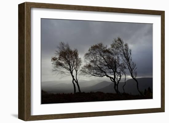 Windswept Silver Birch Trees (Betula Pendula) Silhouetted, Cairngorms Np, Scotland, UK, November-Mark Hamblin-Framed Photographic Print