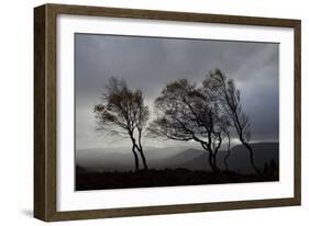 Windswept Silver Birch Trees (Betula Pendula) Silhouetted, Cairngorms Np, Scotland, UK, November-Mark Hamblin-Framed Photographic Print