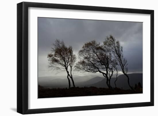 Windswept Silver Birch Trees (Betula Pendula) Silhouetted, Cairngorms Np, Scotland, UK, November-Mark Hamblin-Framed Photographic Print