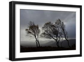 Windswept Silver Birch Trees (Betula Pendula) Silhouetted, Cairngorms Np, Scotland, UK, November-Mark Hamblin-Framed Photographic Print