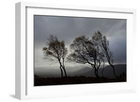 Windswept Silver Birch Trees (Betula Pendula) Silhouetted, Cairngorms Np, Scotland, UK, November-Mark Hamblin-Framed Photographic Print