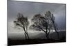 Windswept Silver Birch Trees (Betula Pendula) Silhouetted, Cairngorms Np, Scotland, UK, November-Mark Hamblin-Mounted Photographic Print