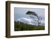 Windswept Trees, European Beech Bent from the Steady West Wind-Uwe Steffens-Framed Photographic Print