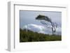 Windswept Trees, European Beech Bent from the Steady West Wind-Uwe Steffens-Framed Photographic Print