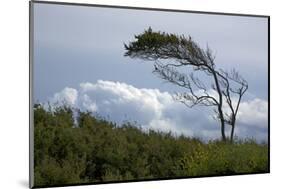 Windswept Trees, European Beech Bent from the Steady West Wind-Uwe Steffens-Mounted Photographic Print