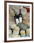Wine and Cheese at Open-Air Market, Lake Maggiore, Arona, Italy-Lisa S. Engelbrecht-Framed Photographic Print