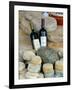 Wine and Cheese at Open-Air Market, Lake Maggiore, Arona, Italy-Lisa S. Engelbrecht-Framed Photographic Print