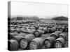 Wine Barrels-null-Stretched Canvas