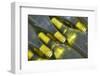 Wine Bottles from Maipo Valley in Chile-Jon Hicks-Framed Photographic Print