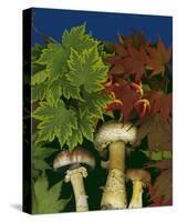 Wine caps wild Mushrooms-null-Stretched Canvas