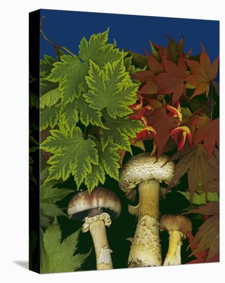 Wine caps wild Mushrooms-null-Stretched Canvas