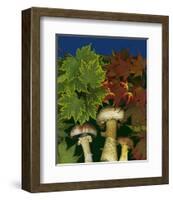 Wine caps wild Mushrooms-null-Framed Art Print