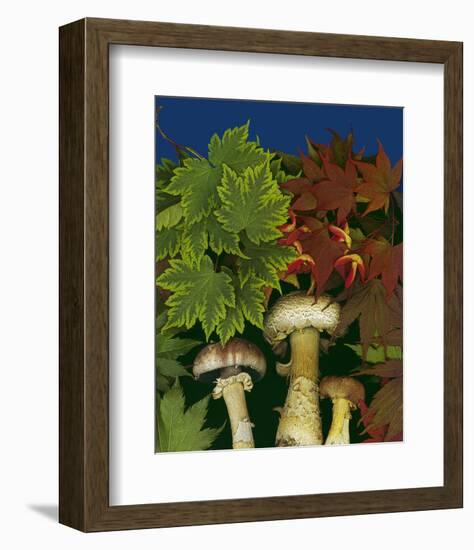 Wine caps wild Mushrooms-null-Framed Art Print