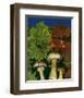 Wine caps wild Mushrooms-null-Framed Art Print