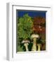 Wine caps wild Mushrooms-null-Framed Art Print