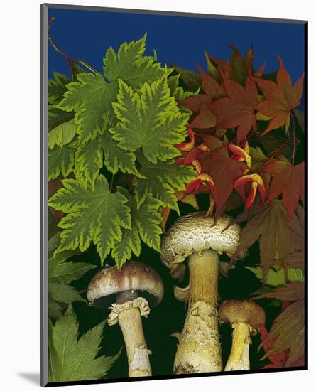 Wine caps wild Mushrooms-null-Mounted Art Print