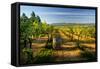 Wine Cellars in Eastern Washington.-Richard Duval-Framed Stretched Canvas