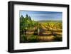 Wine Cellars in Eastern Washington.-Richard Duval-Framed Photographic Print