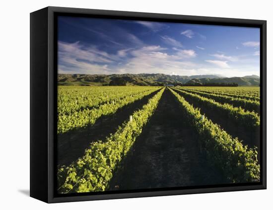 Wine Country, Brancott Estate, Marlborough, N. Zealand-Hendrik Holler-Framed Stretched Canvas