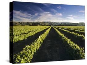 Wine Country, Brancott Estate, Marlborough, N. Zealand-Hendrik Holler-Stretched Canvas