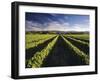 Wine Country, Brancott Estate, Marlborough, N. Zealand-Hendrik Holler-Framed Photographic Print