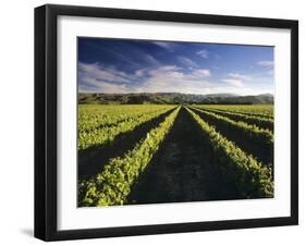 Wine Country, Brancott Estate, Marlborough, N. Zealand-Hendrik Holler-Framed Photographic Print