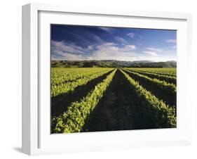 Wine Country, Brancott Estate, Marlborough, N. Zealand-Hendrik Holler-Framed Photographic Print