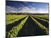 Wine Country, Brancott Estate, Marlborough, N. Zealand-Hendrik Holler-Mounted Photographic Print