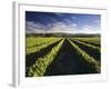 Wine Country, Brancott Estate, Marlborough, N. Zealand-Hendrik Holler-Framed Photographic Print