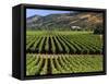 Wine Country, Napa Valley, California-John Alves-Framed Stretched Canvas